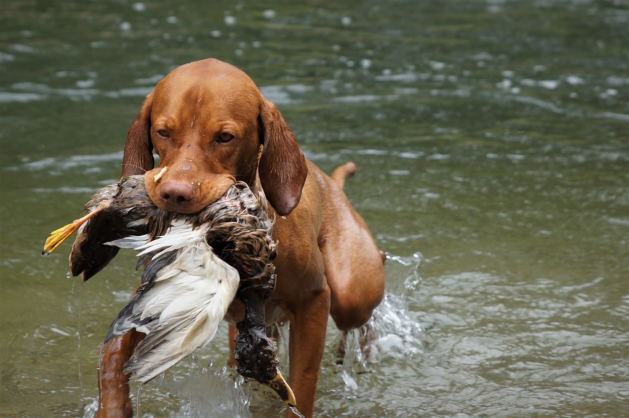 How to Train Your Dog to Perform Agility